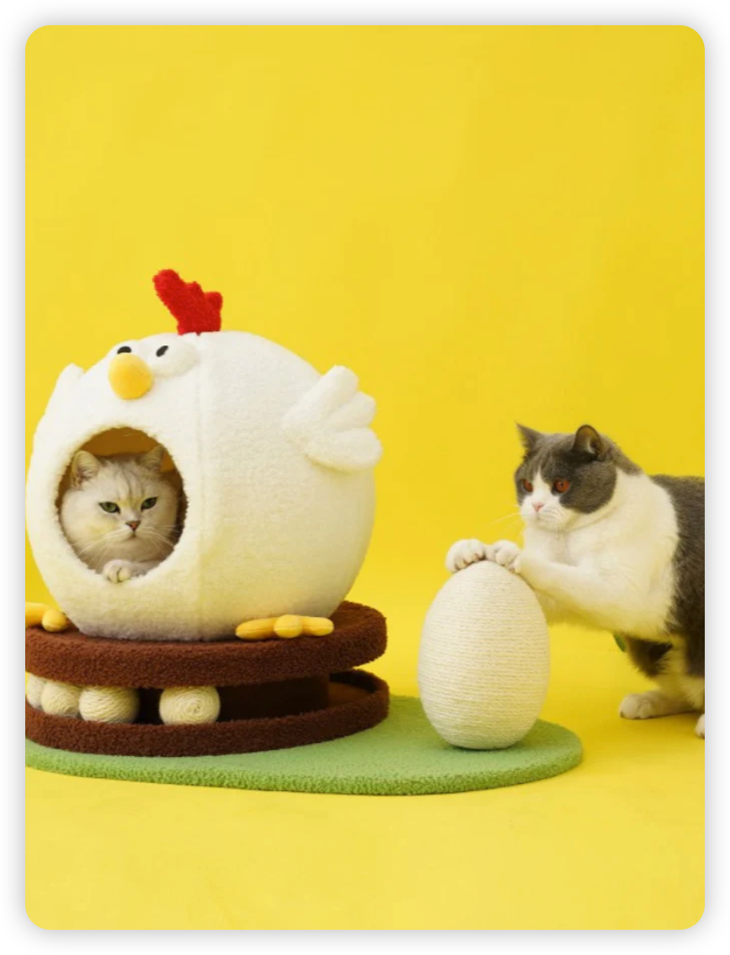 Chicken cat house
