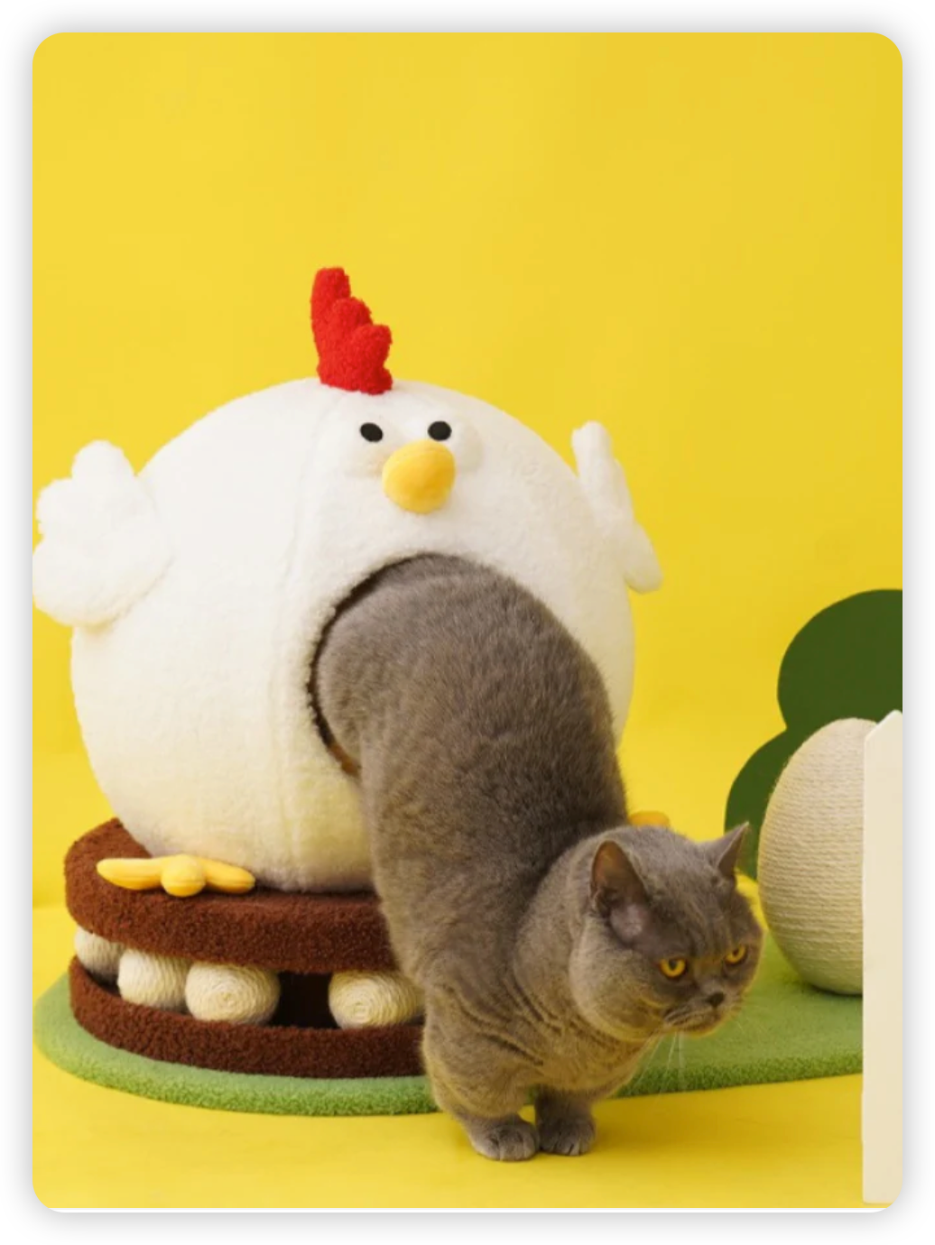 Chicken cat house